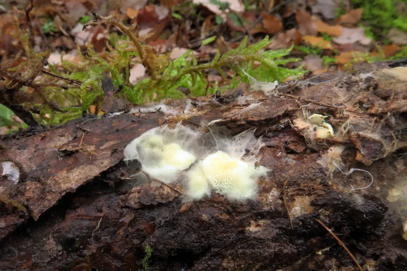 Anomoloma myceliosum 1 - IMG_2603